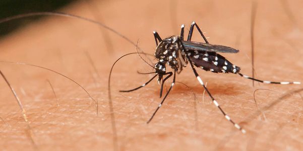 Doenças Transmitidas por Mosquitos, Propagação, Localização, Recuperação