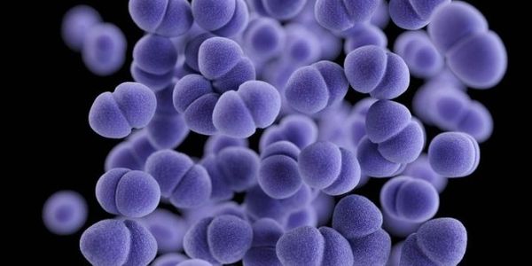 O que é o Staphylococcus aureus