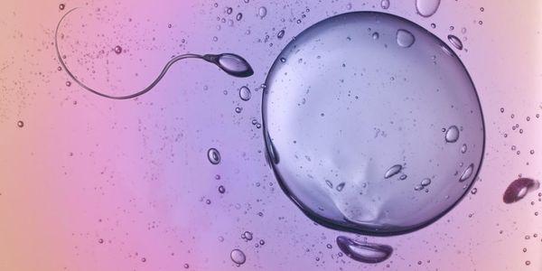 como saber quando você está ovulando células-ovo liberadas