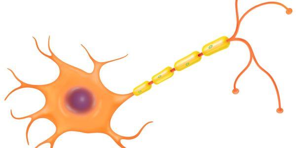 célula nervosa do neurônio