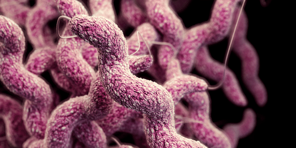 diarréia campylobacter causa tratamento dos sintomas