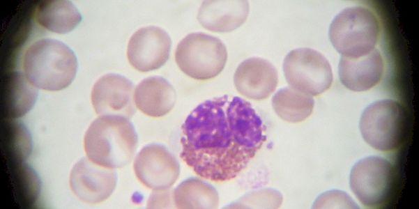 granulócitos de glóbulos brancos