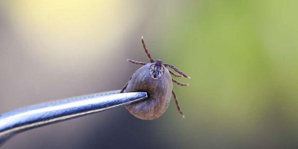 pinworm drog elecampane a parazitákról vélemények