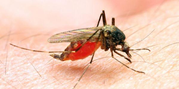 malária causa tratamento de prevenção de sintomas de disseminação