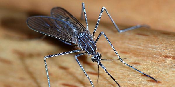 tipos de doenças de mosca doméstica espalhados e prevenção